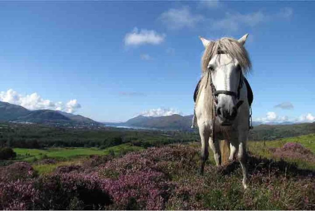 Wild Nurture Eco Luxury Offgrid Log Cabin Fort William Exterior foto